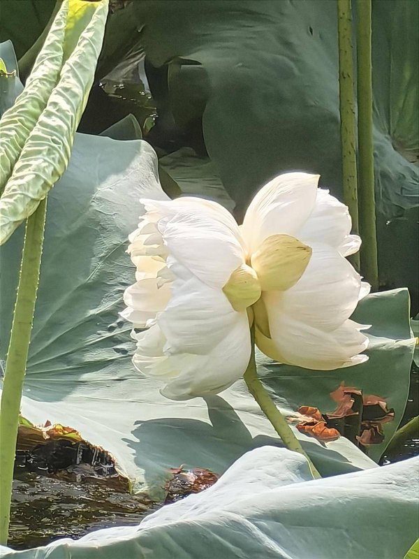 股票配资公司行业门户配资 这株出现概率为十万分之一的花开了！青山区罕见并蒂莲今日完美绽放